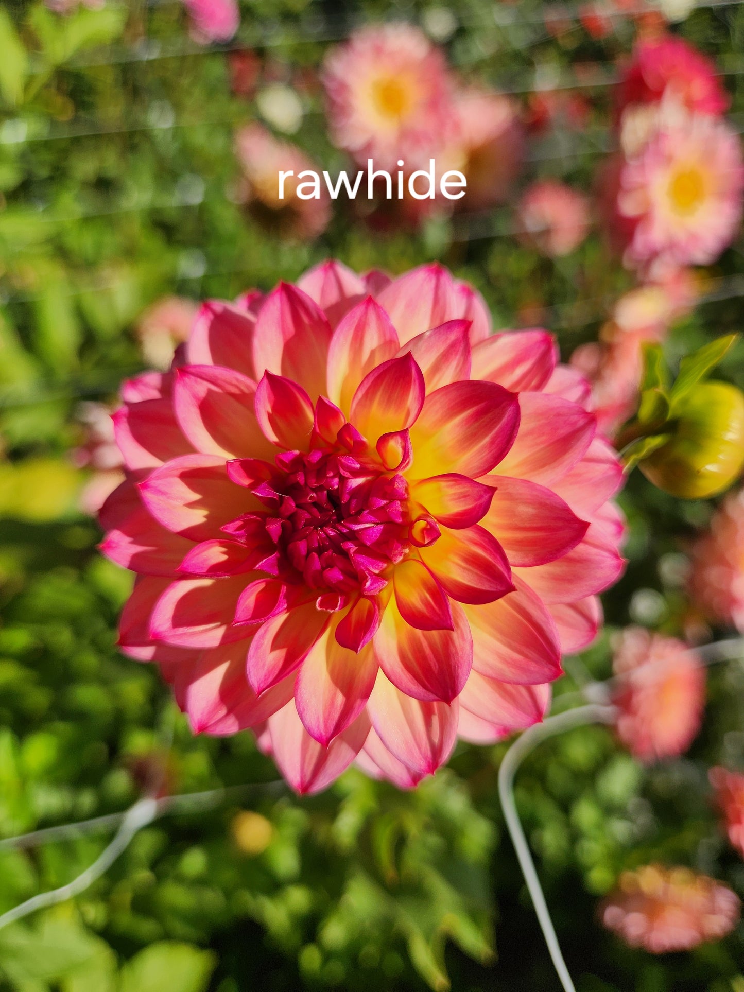 Rawhide Dahlia Tuber