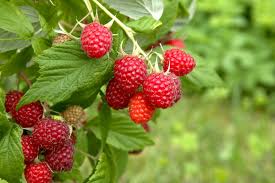 Everbearing Red Raspberry