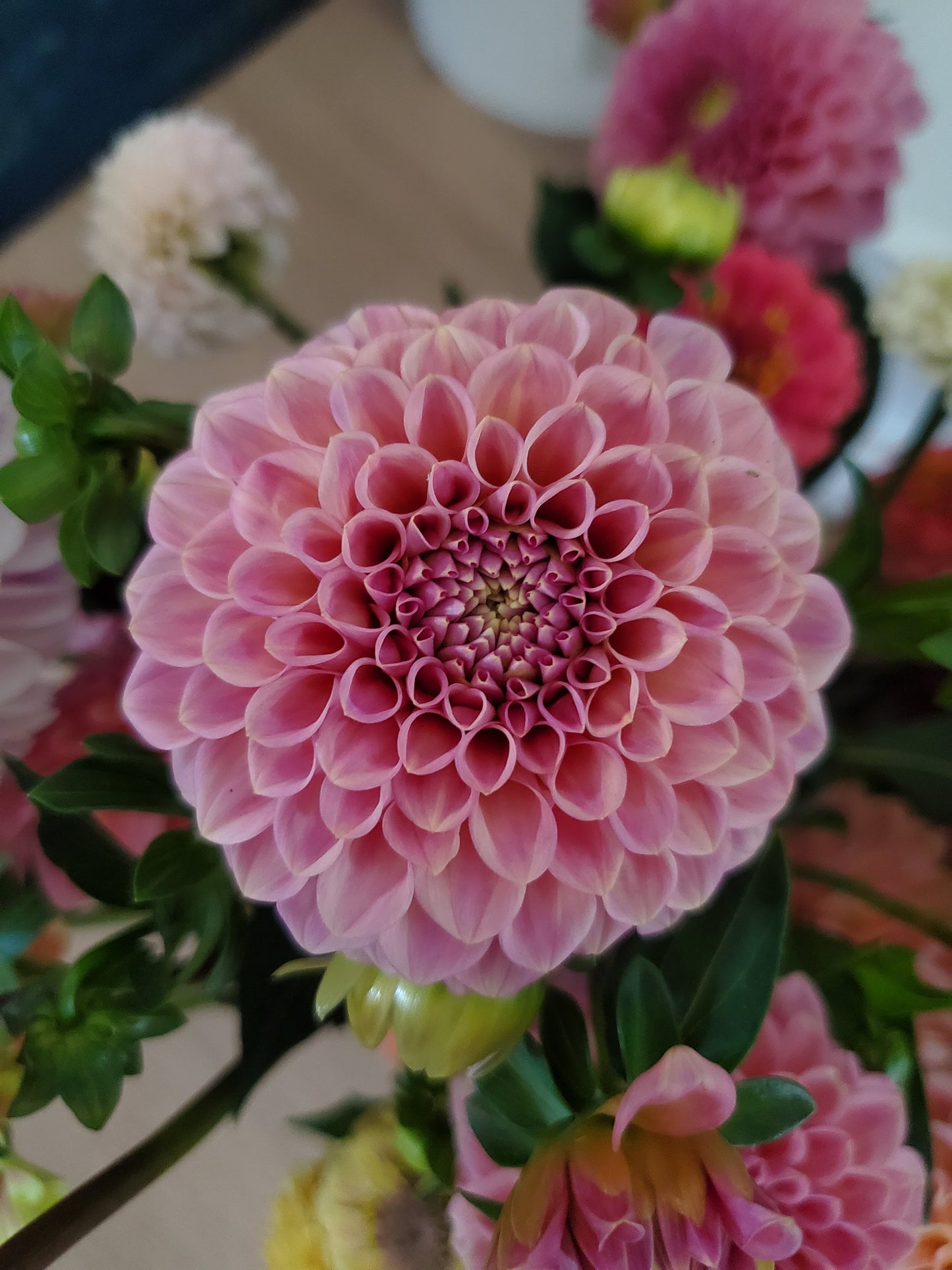 Rock Run Ashley Dahlia POTTED PLANT