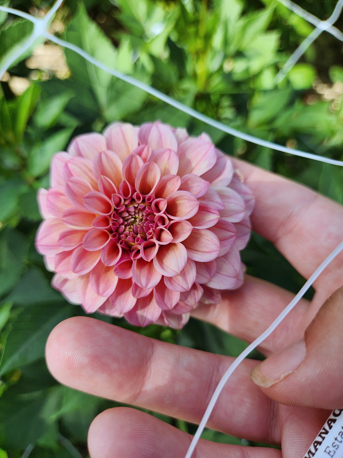 Rock Run Ashley Dahlia POTTED PLANT