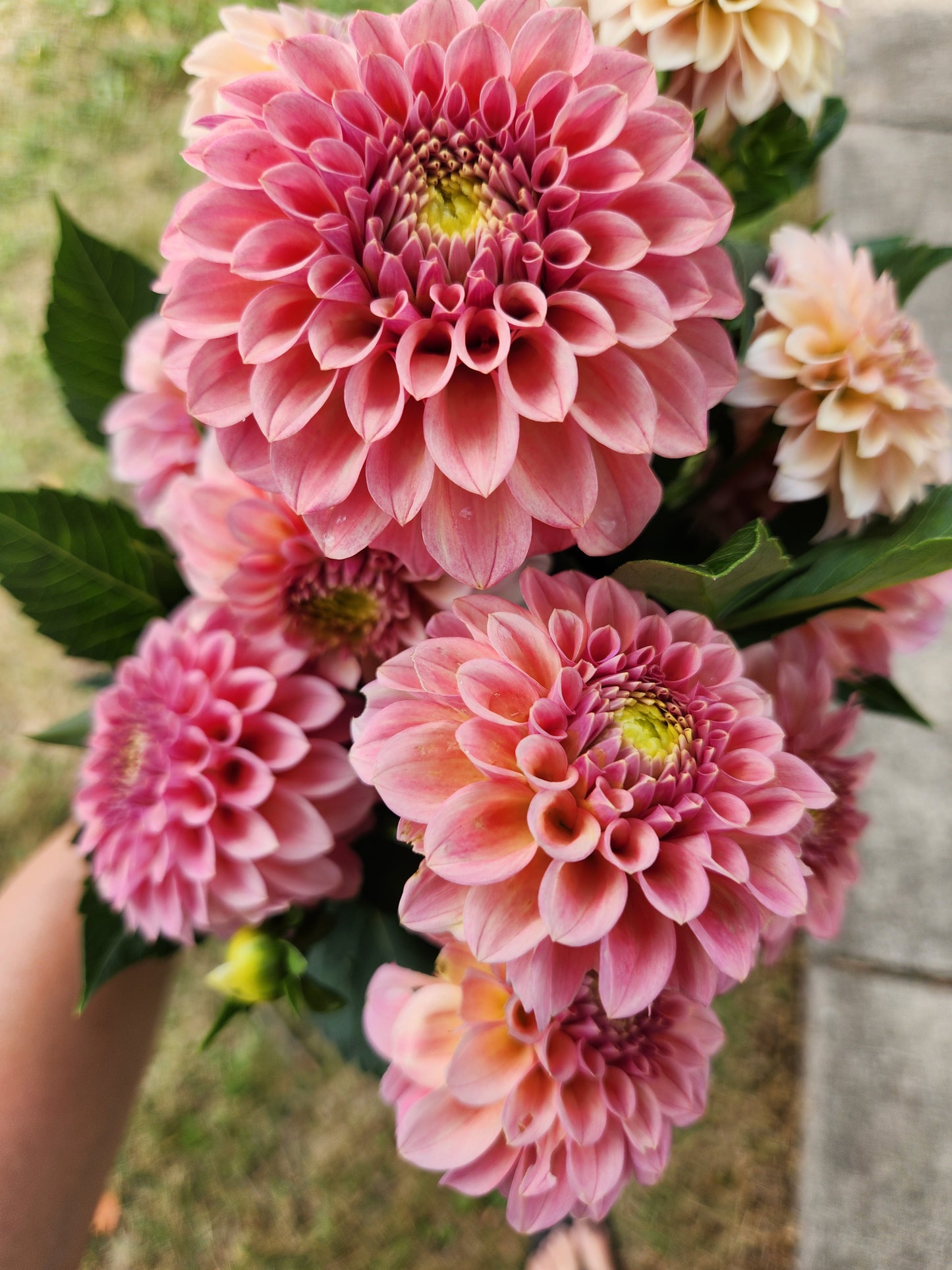 Rock Run Ashley Dahlia POTTED PLANT