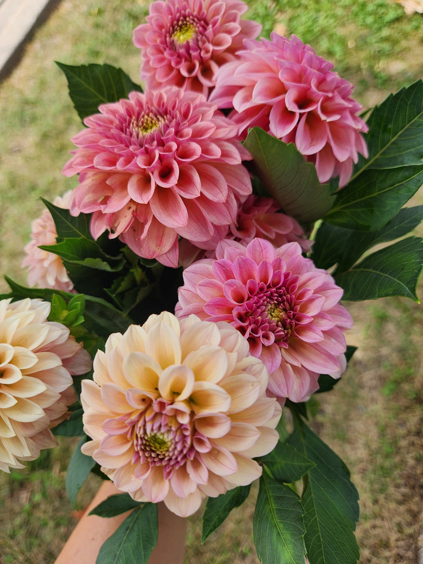 Rock Run Ashley Dahlia POTTED PLANT