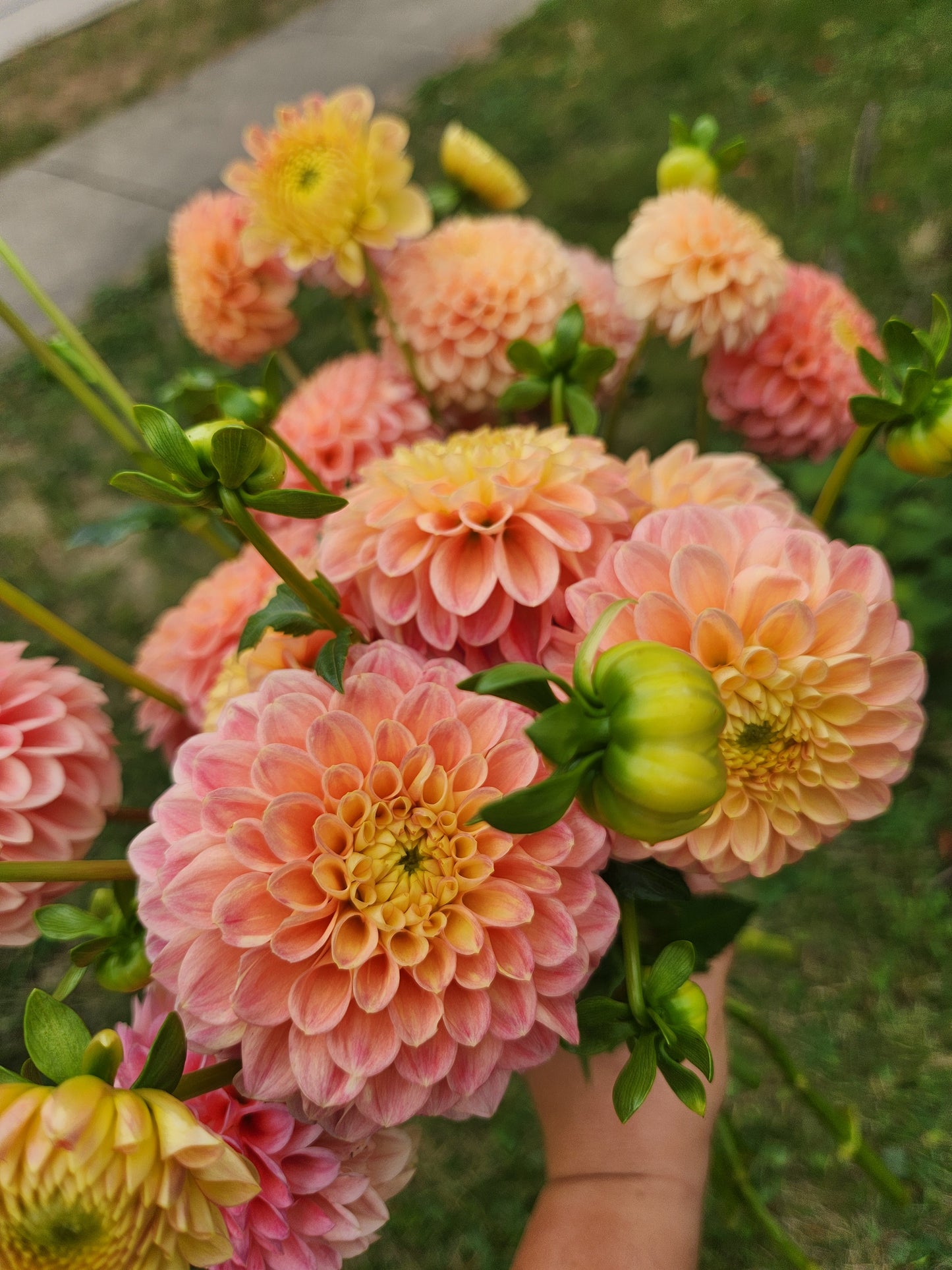 Rock Run Ashley Dahlia POTTED PLANT