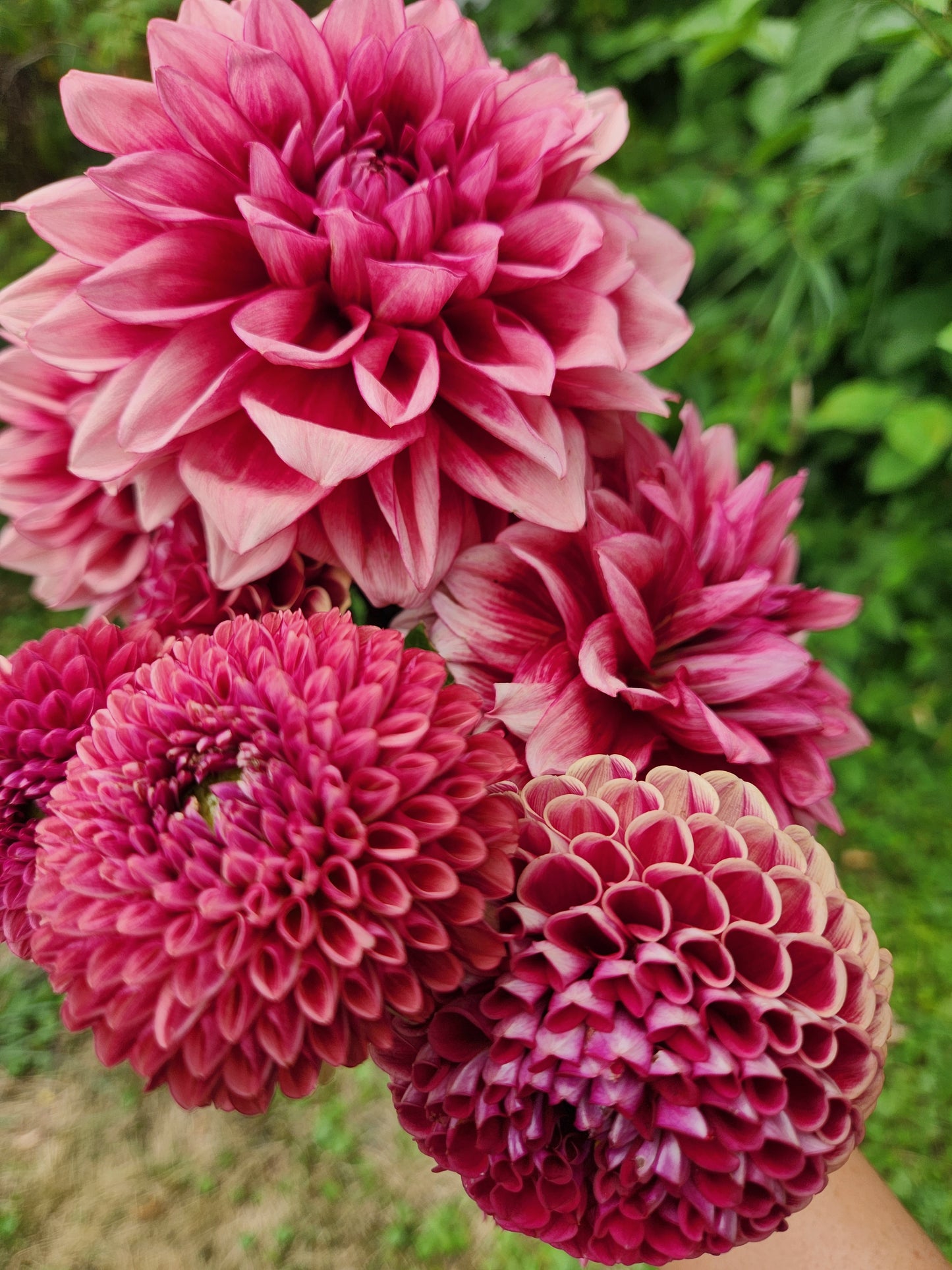 Bloomquist York Dahlia Tuber