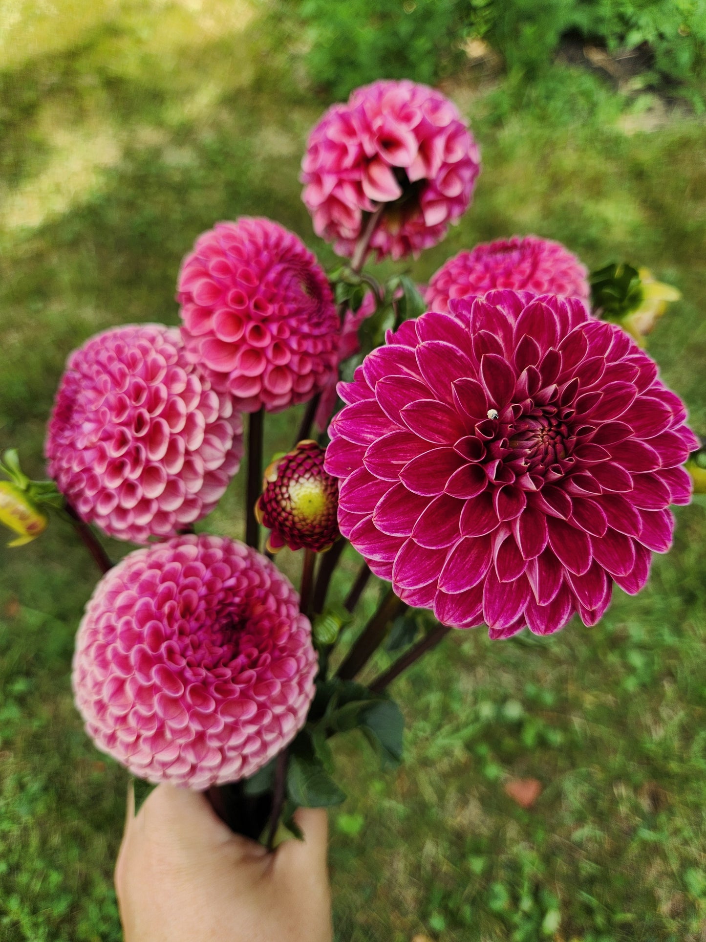 Copper Boy Dahlia Tuber