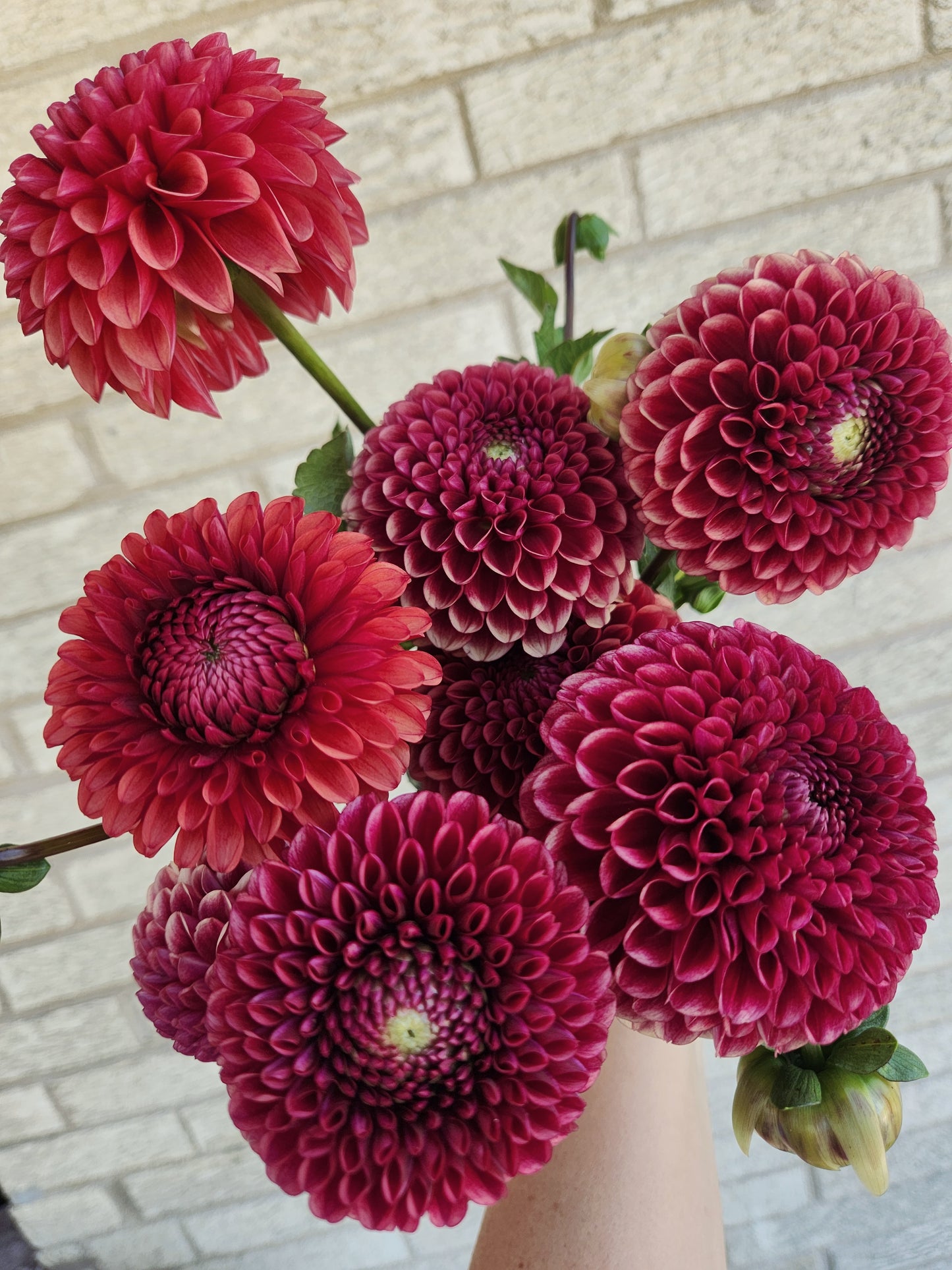 Copper Boy Dahlia Tuber Bundle of 5