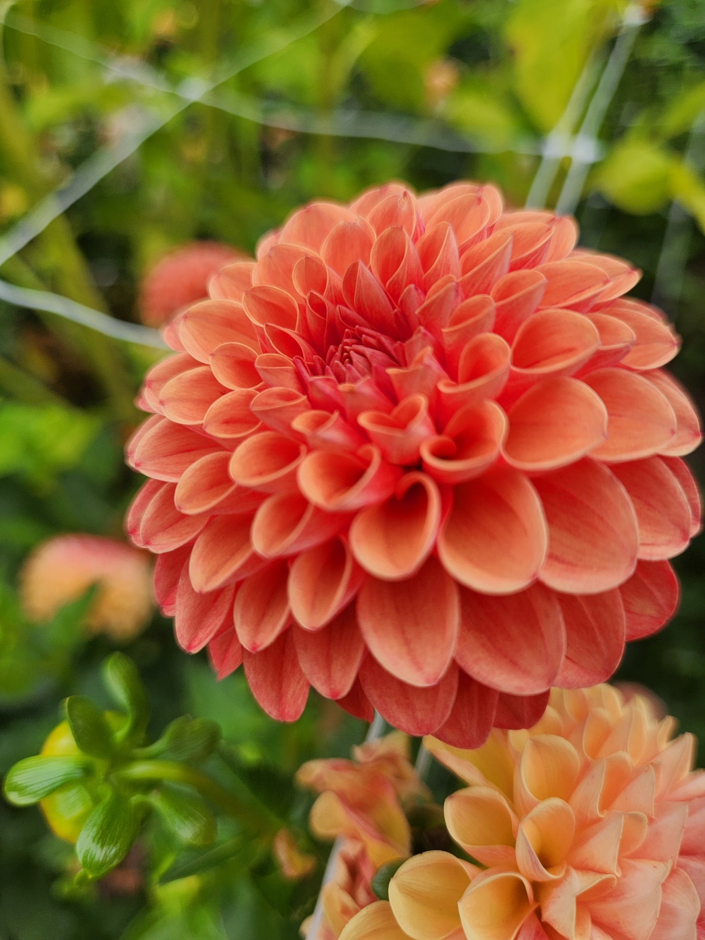 Valley Rust Bucket Dahlia Tuber
