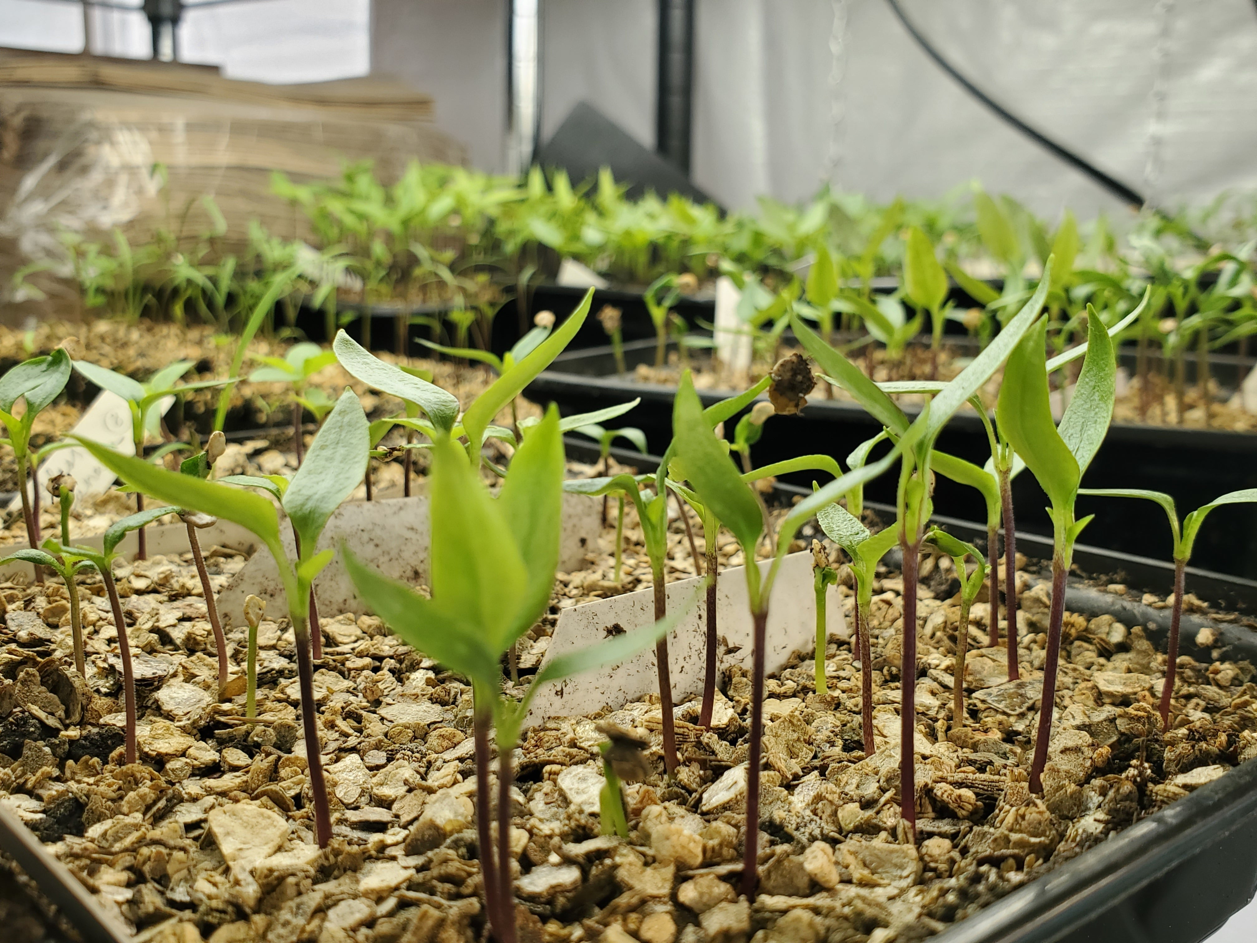 spring seedlings – Green Garden Mama