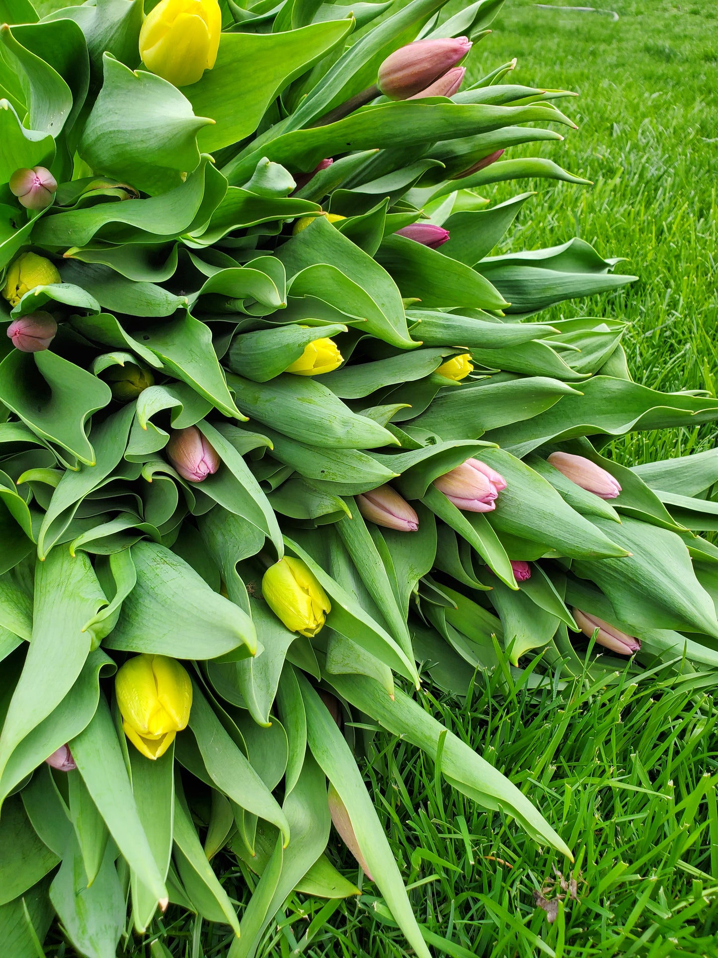 Spring Floral CSA Subscription