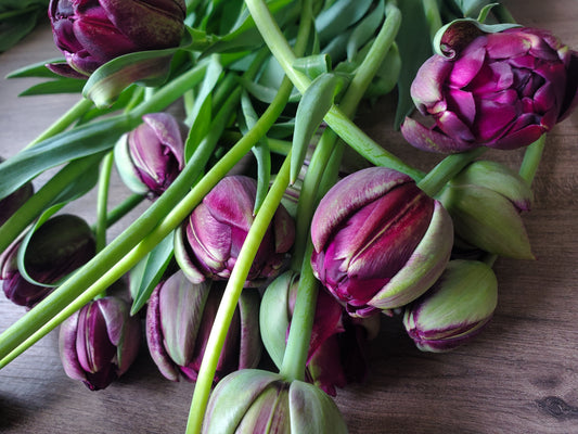 Winter Tulip CSA Subscription