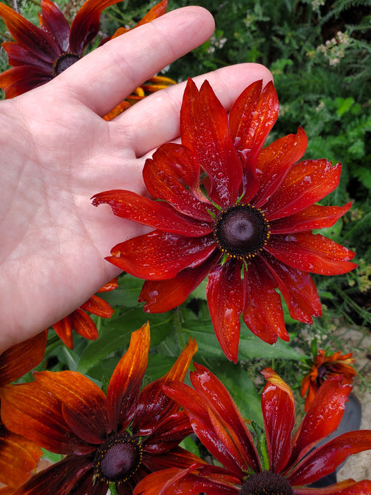 Cherry Brandy Rudbeckia