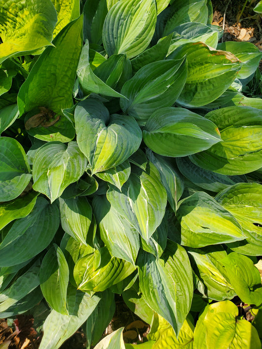 Hosta Kiwi Full Monty