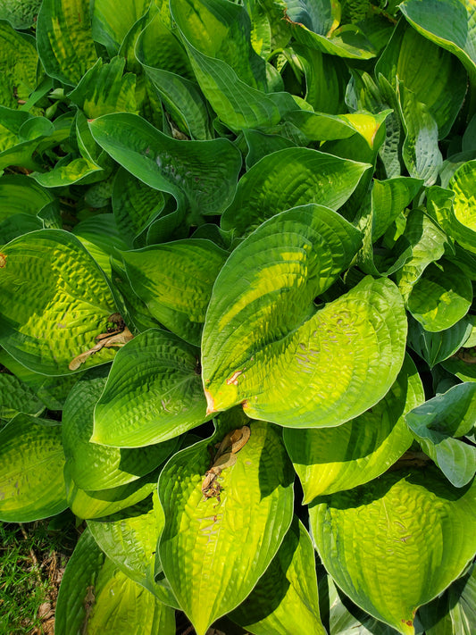 Hosta Guacamole
