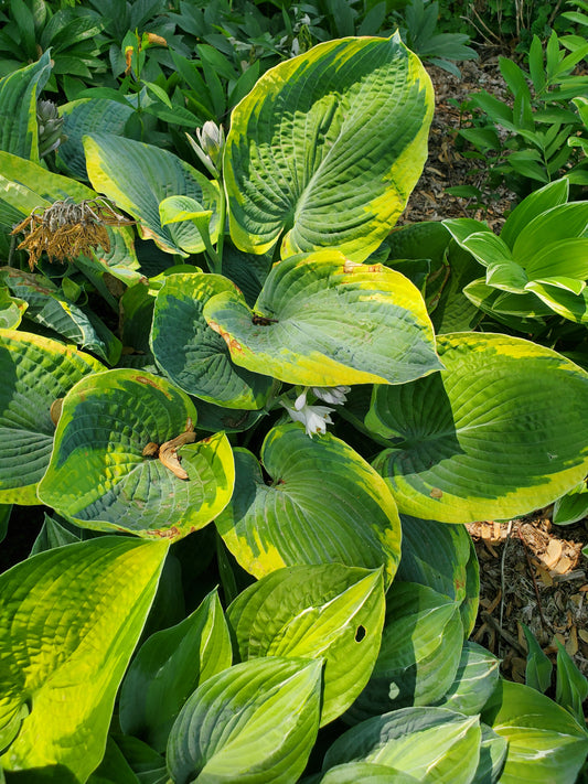 Hosta Earth Angel