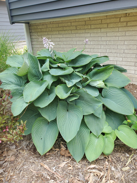 Hosta Empress Wu