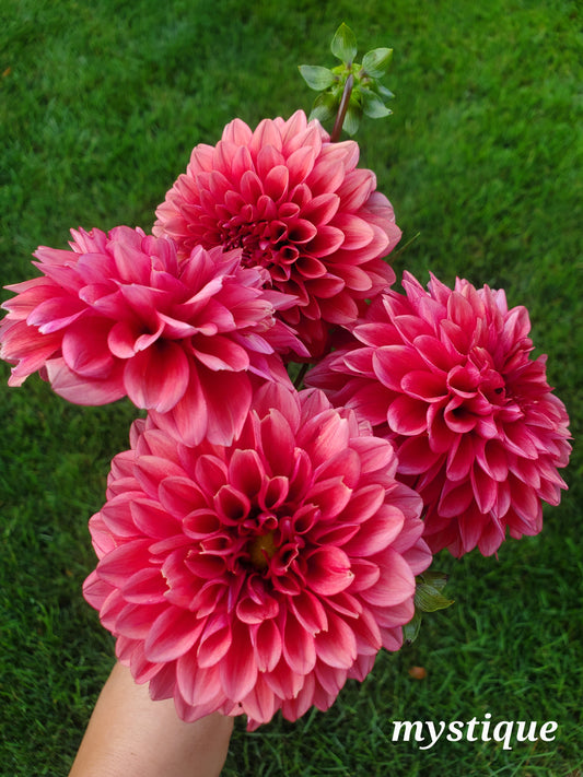 Mystique Dahlia POTTED PLANT