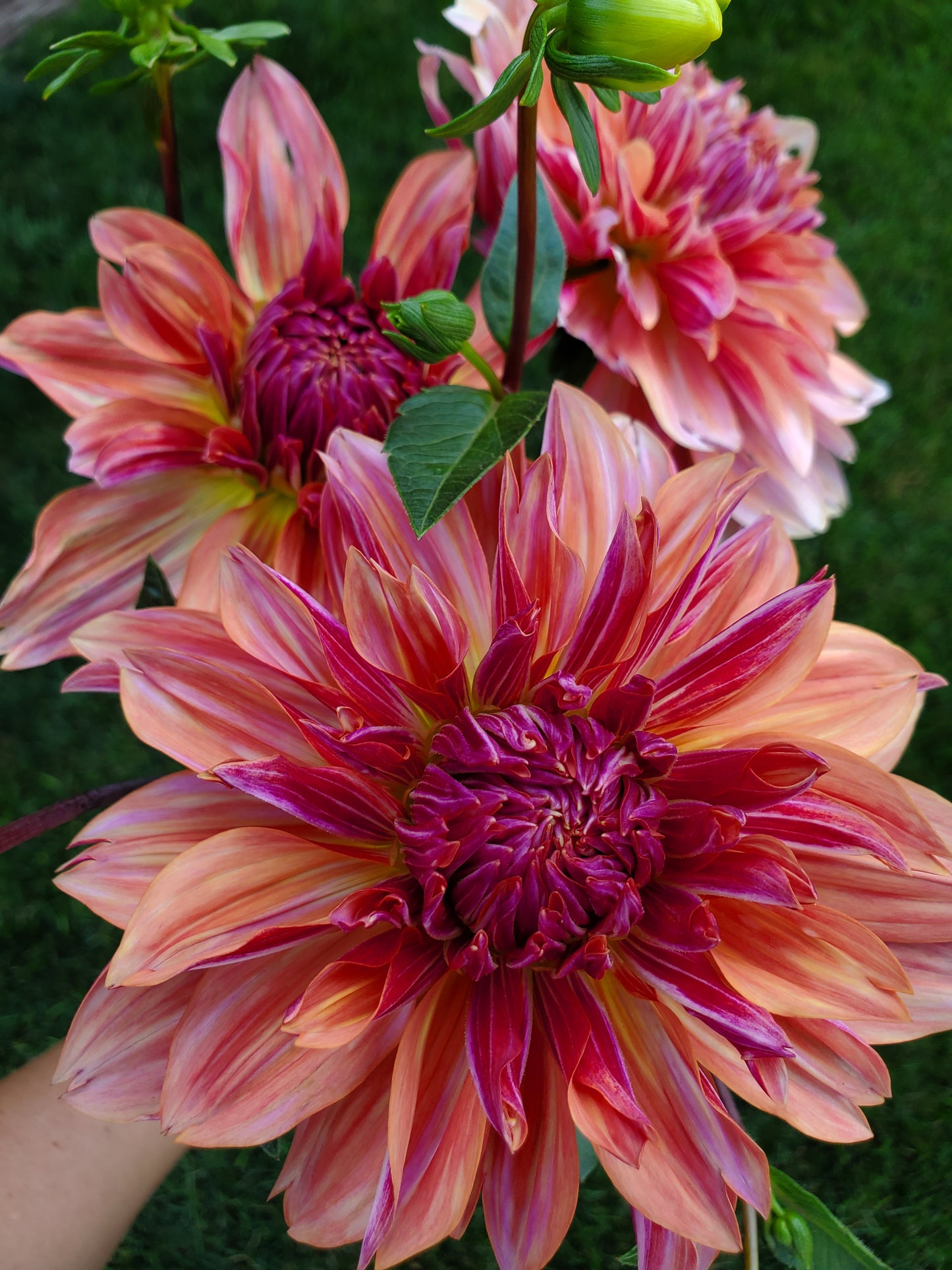Dahlias Only CSA Subscription