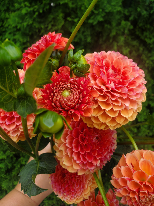 Valley Rust Bucket Dahlia Potted Plant