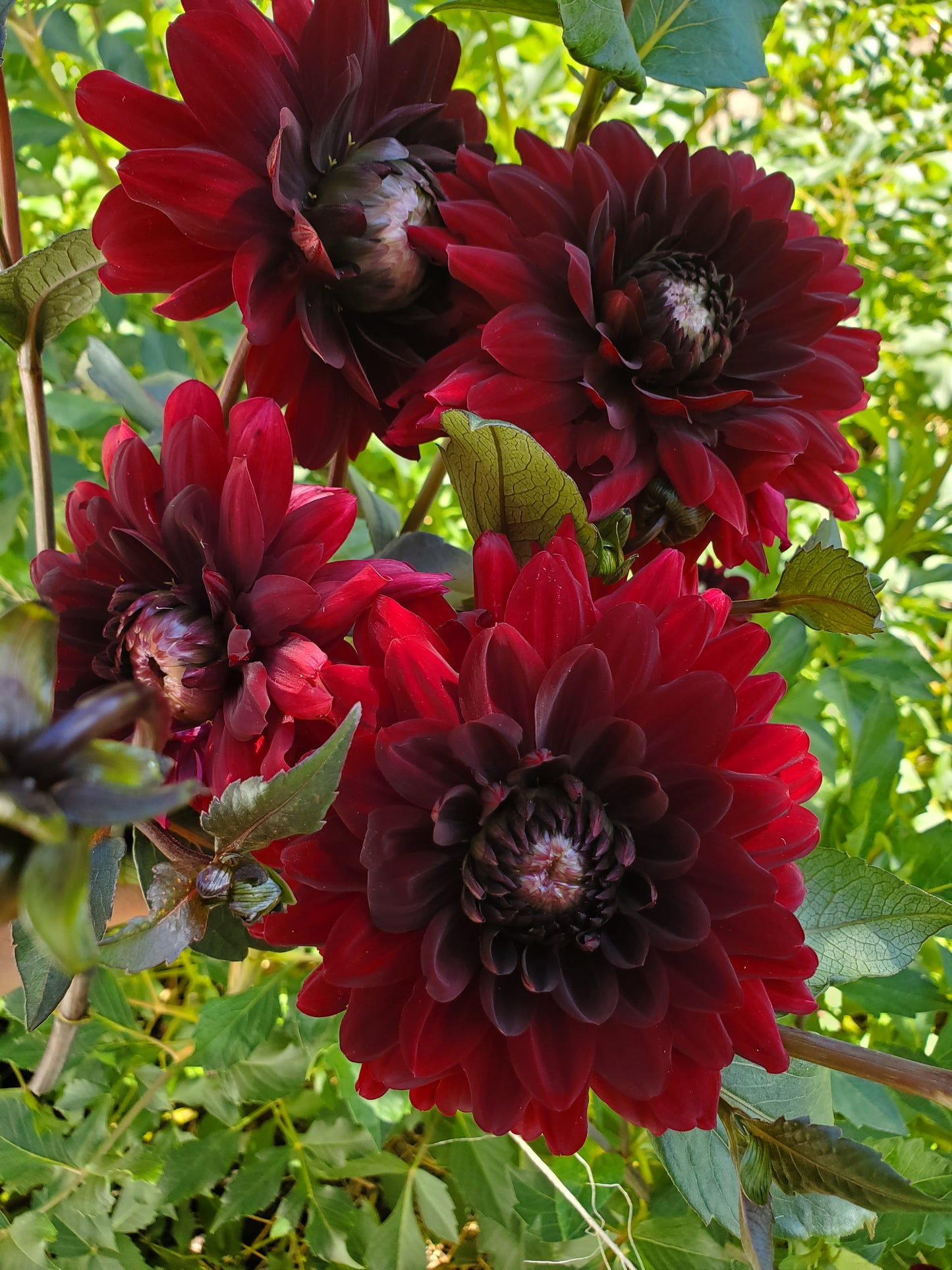 Dahlias Only CSA Subscription