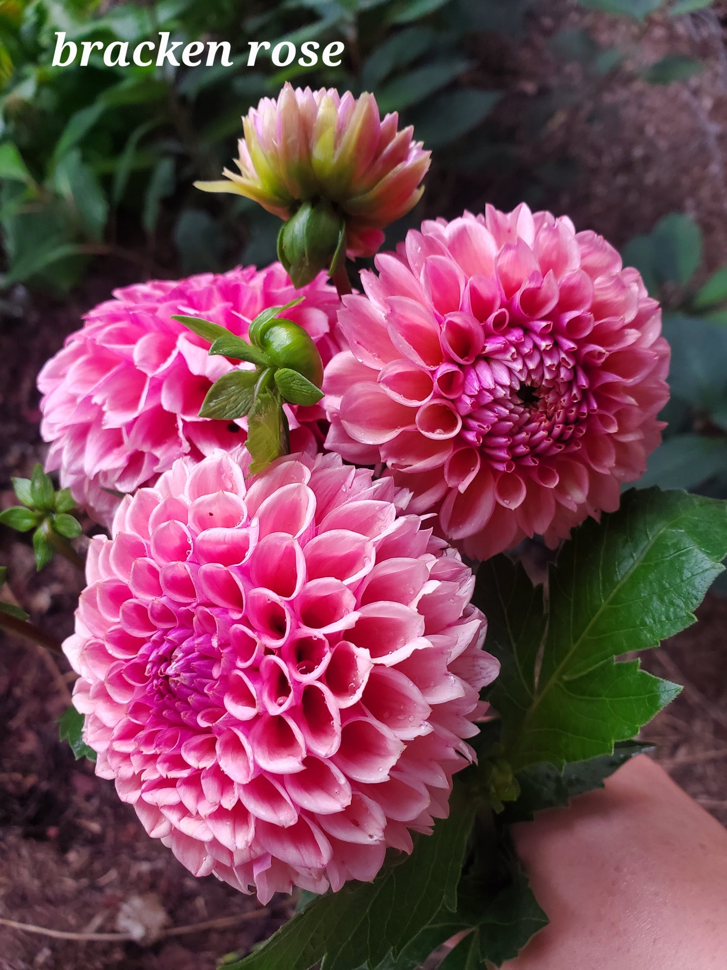 Dahlias Only CSA Subscription