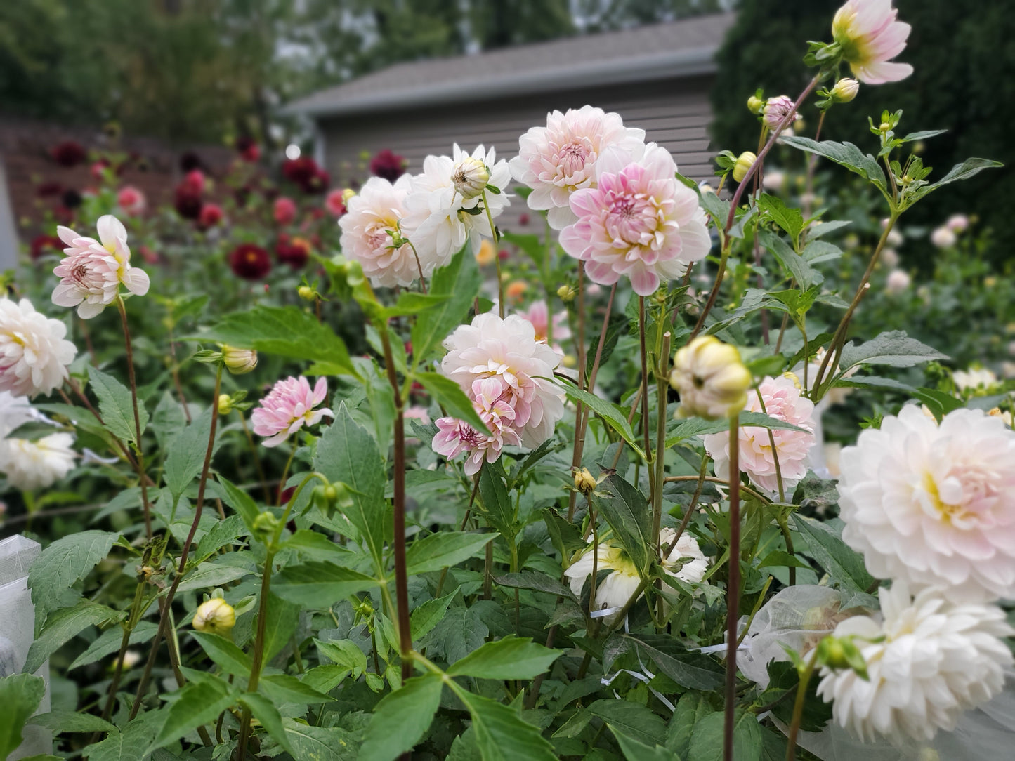 Kelgai Ann Dahlia Tuber