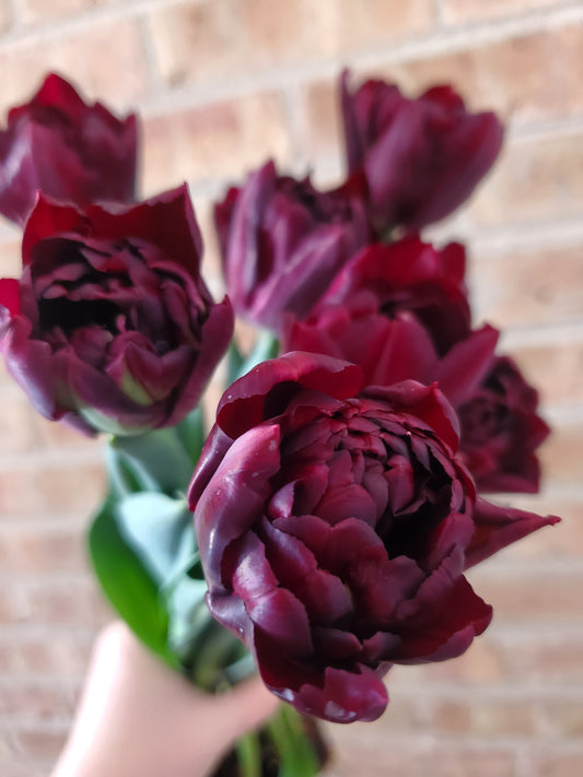 First Blooms CSA Subscription