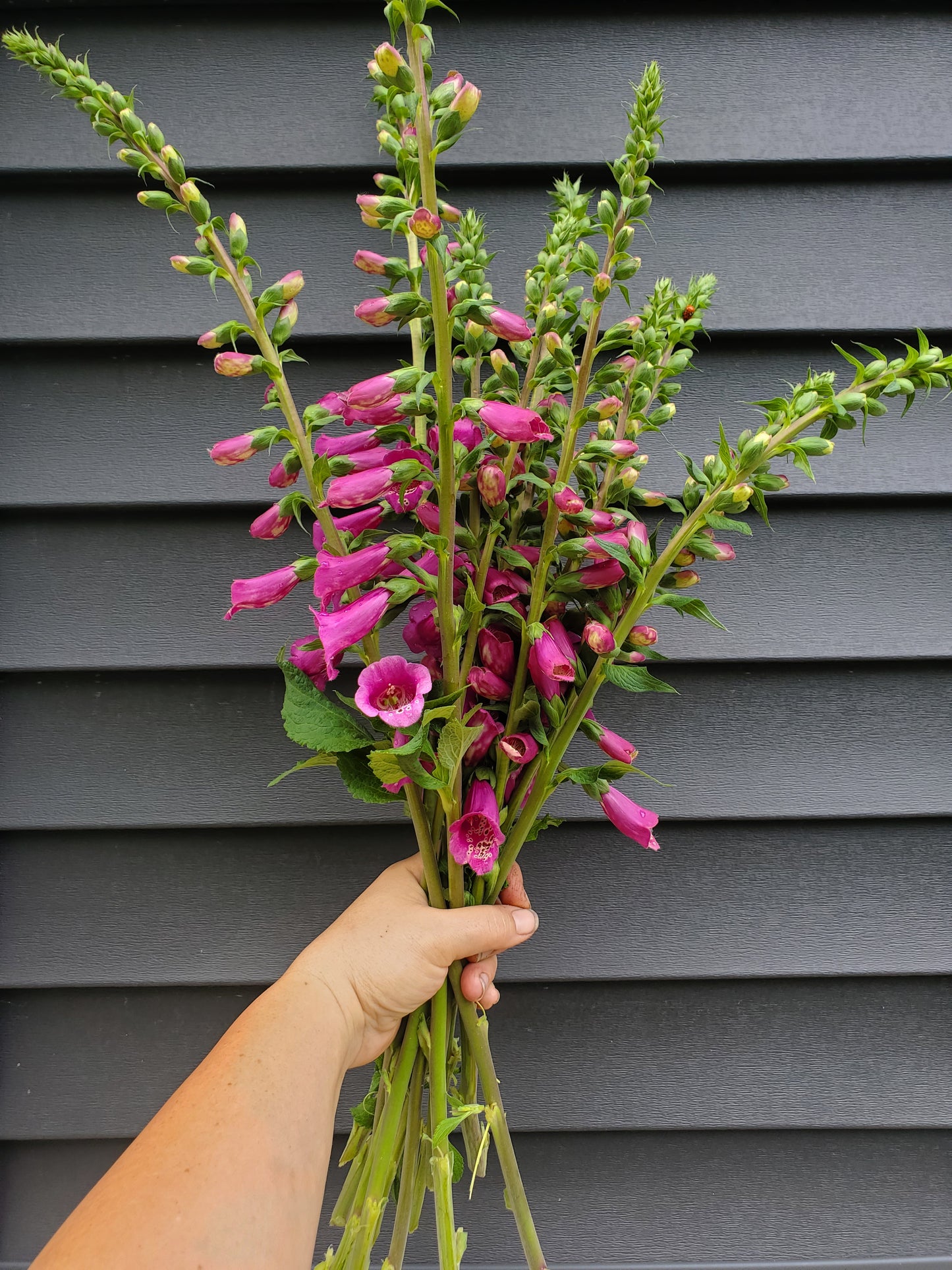 Spring Floral CSA Subscription
