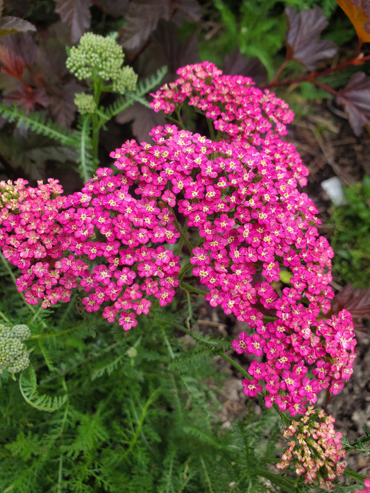 Pastel Yarrow