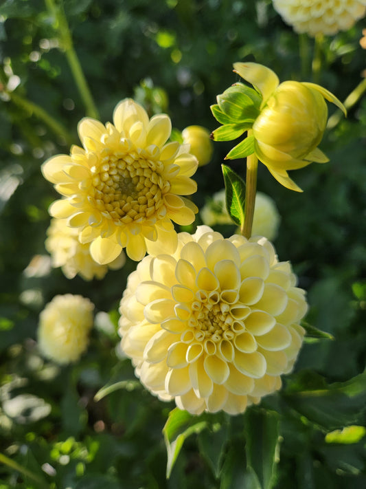 Nettie Dahlia Tuber