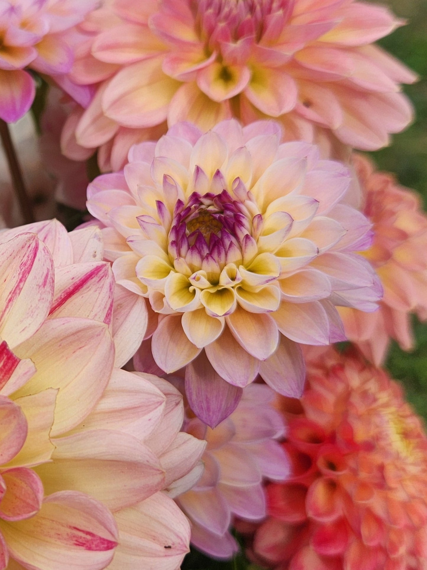 Wine Eyed Jill Dahlia Tuber