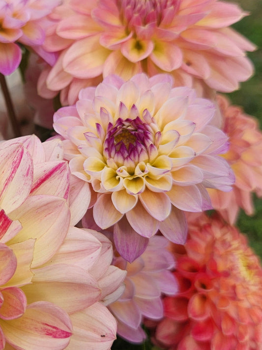 Wine Eyed Jill Dahlia Tuber