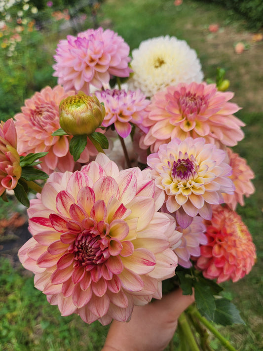 Dahlias Only CSA Subscription
