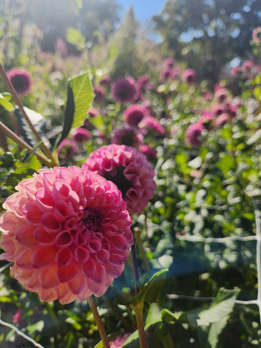 Caitlin's Joy Dahlia Potted Plant
