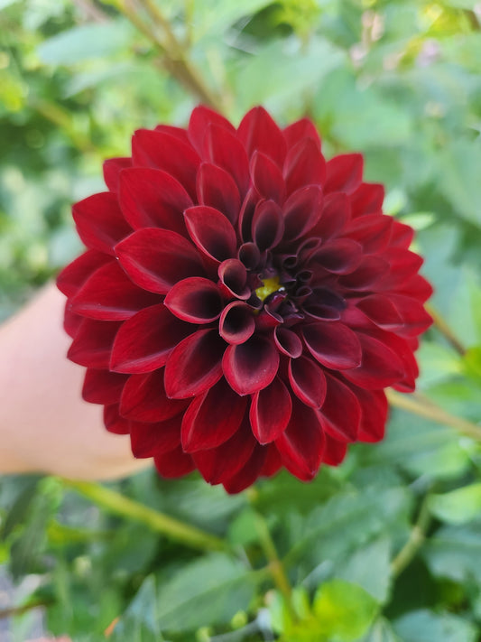 Shadow Cat Dahlia Potted Plant