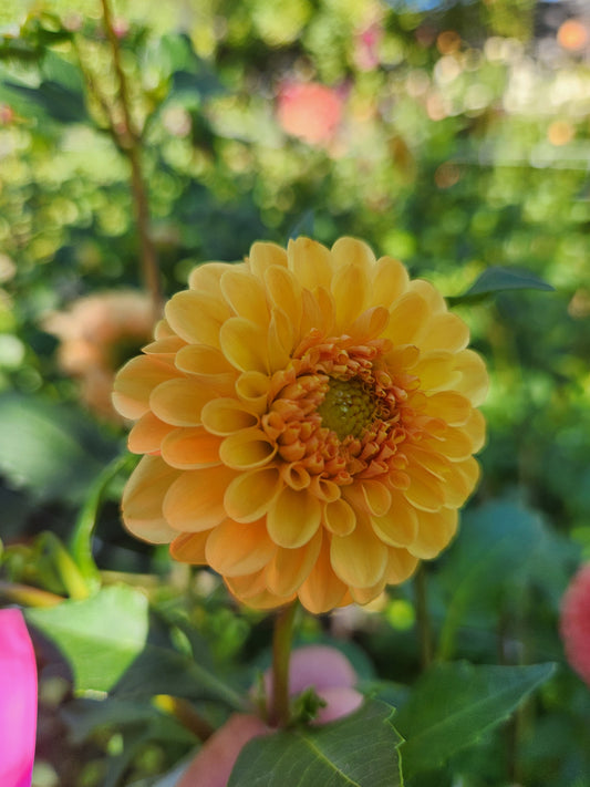 Golden Scepter Dahlia Tuber