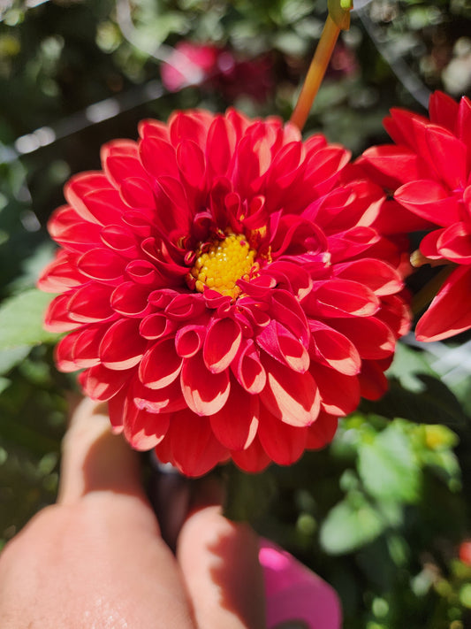 Brown Sugar Dahlia POTTED PLANT