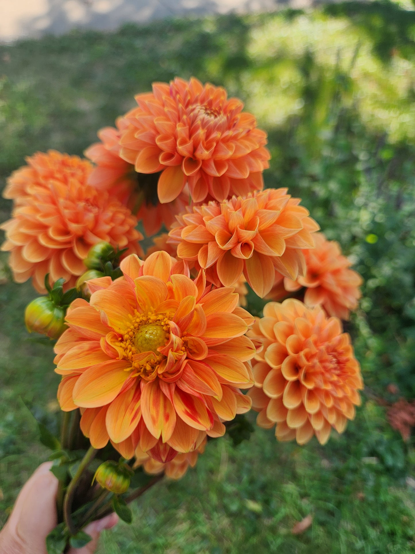 Maarn Dahlia POTTED PLANT