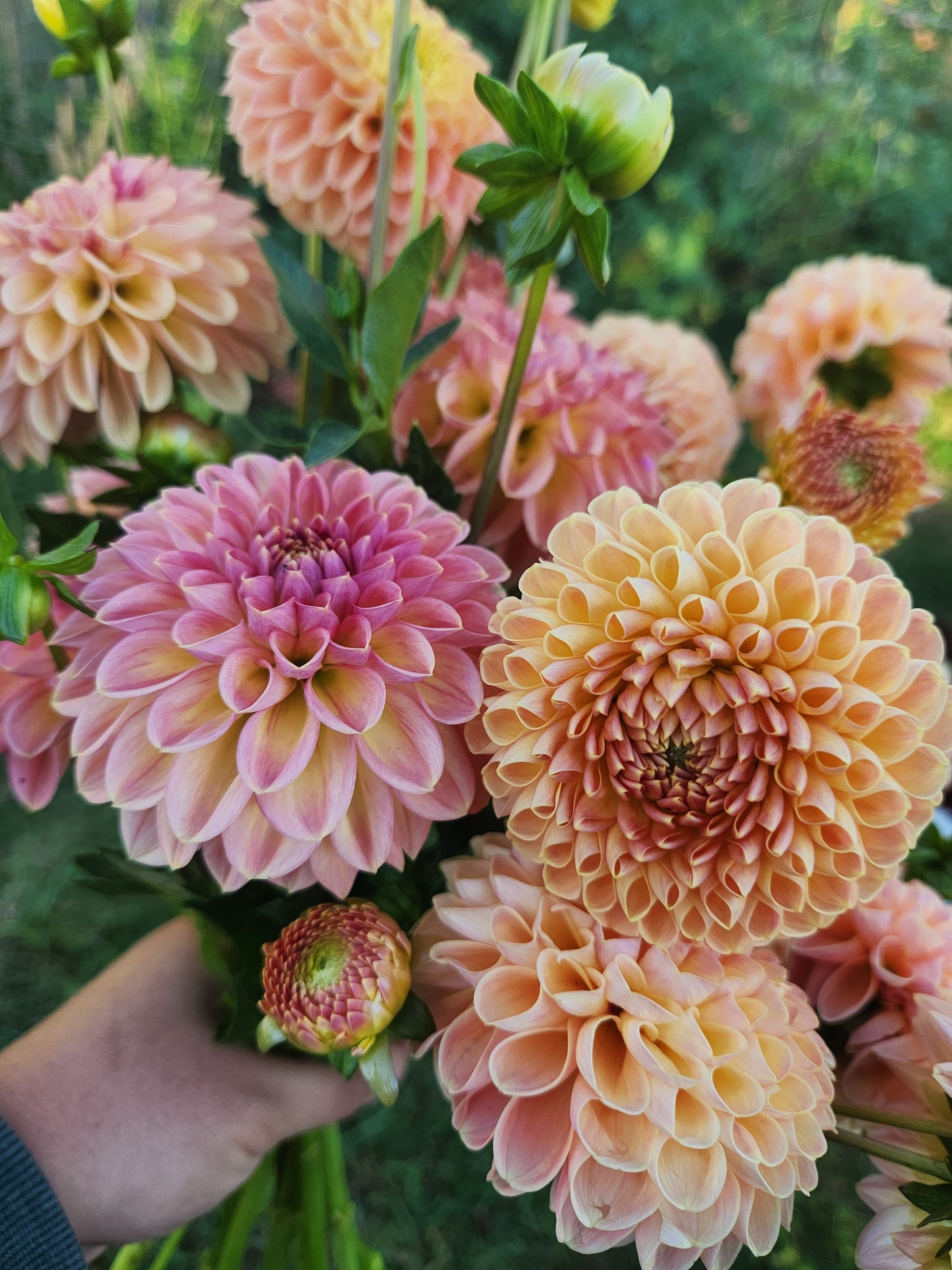 Dahlias Only CSA Subscription