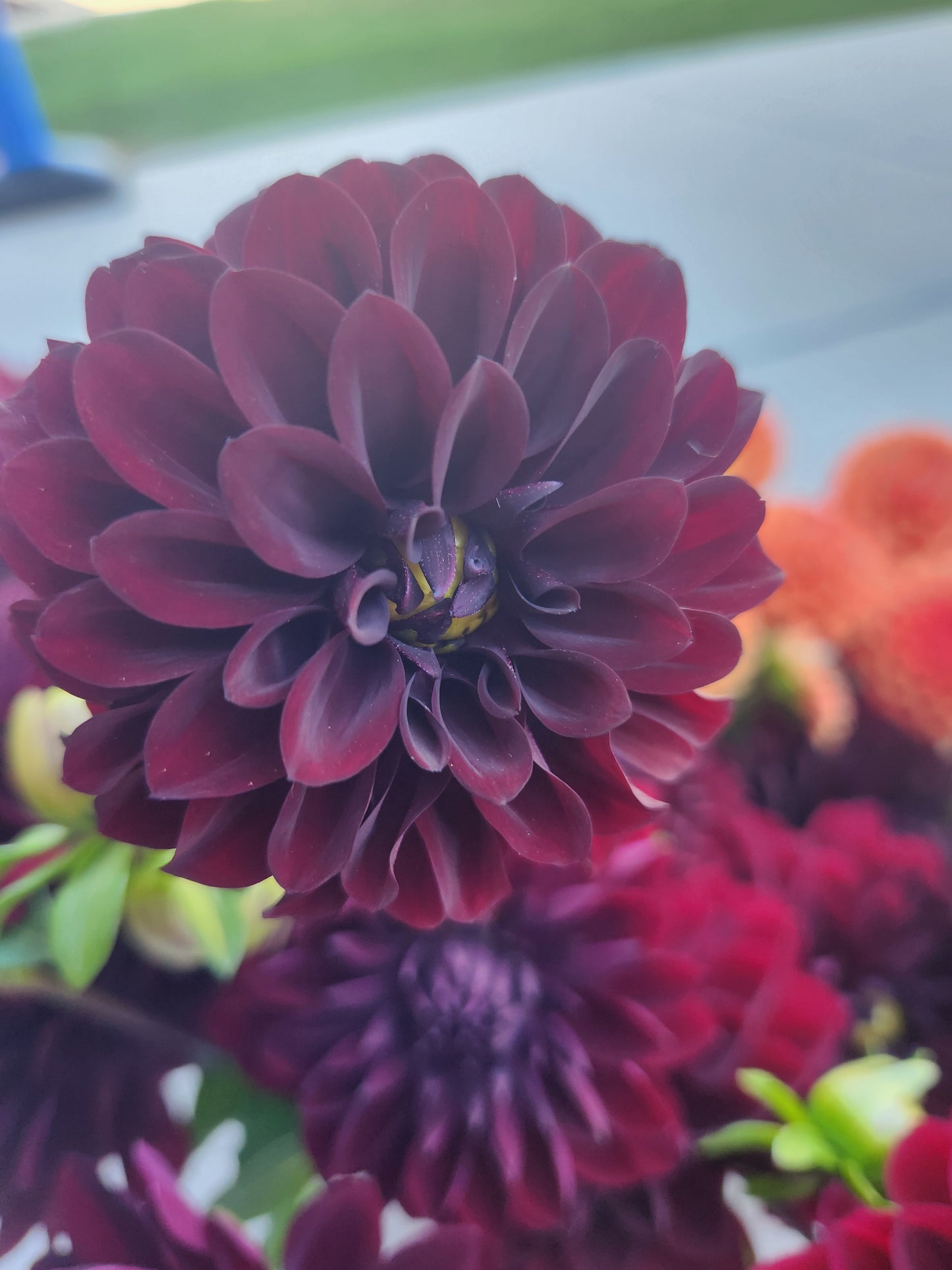 Black Satin Dahlia Tuber