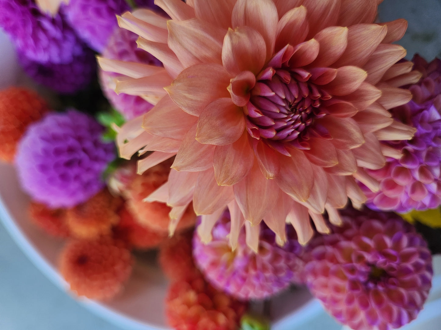 Terracotta Dahlia Tuber Bundle of 10