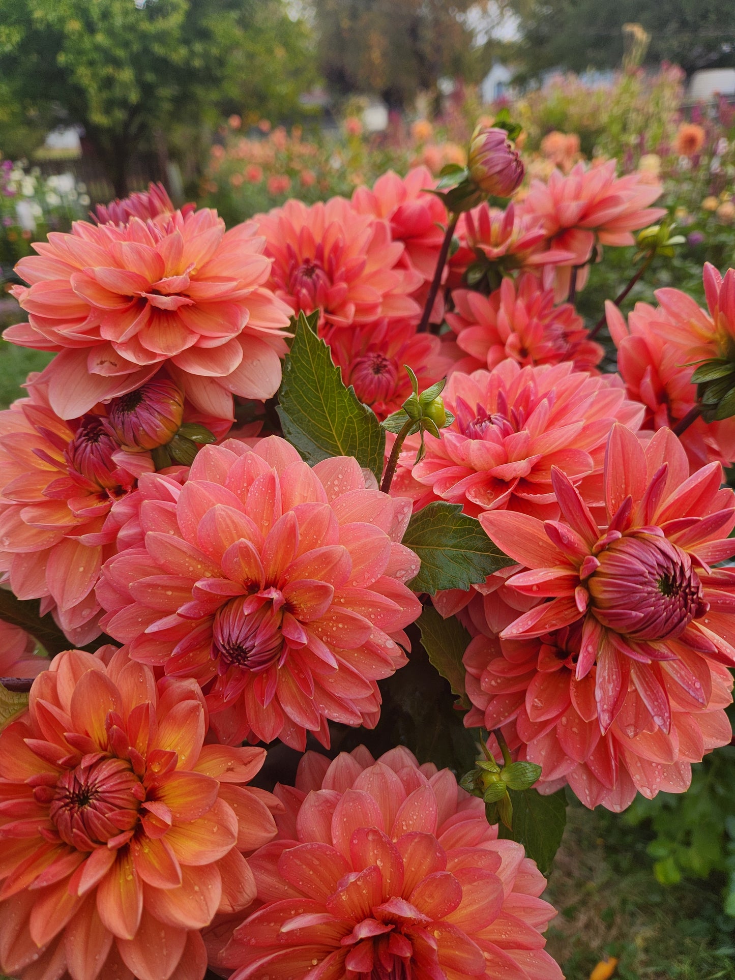 Nicholas Dahlia Tuber Bundle of 5