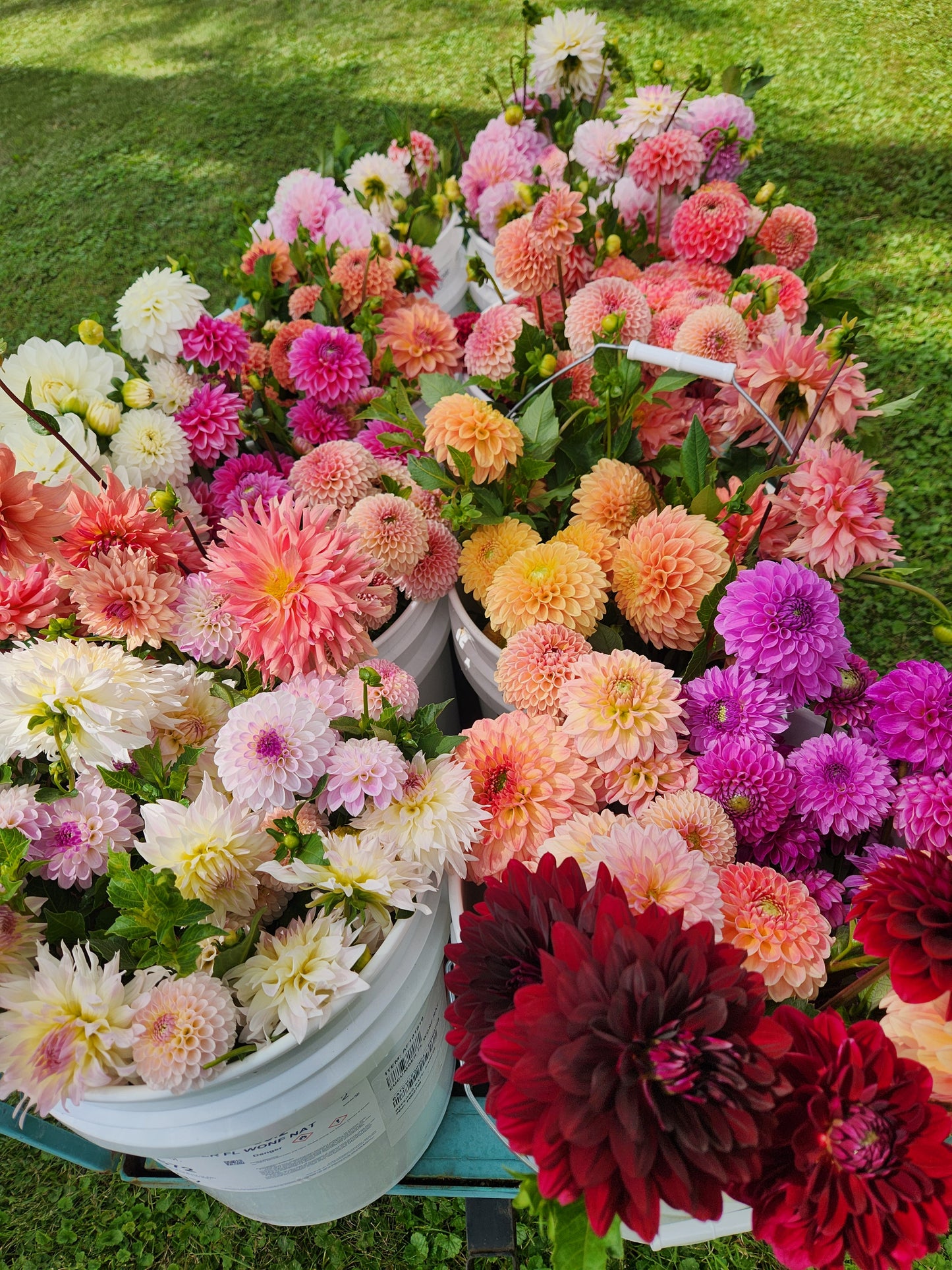 Mixed Tubers Bundle of 10