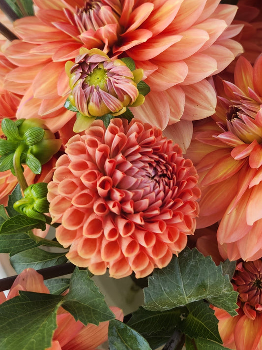 Cornel Bronze Dahlia Tuber