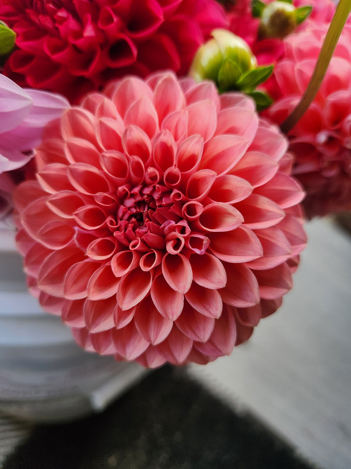 Parkland Tribute Dahlia Tuber