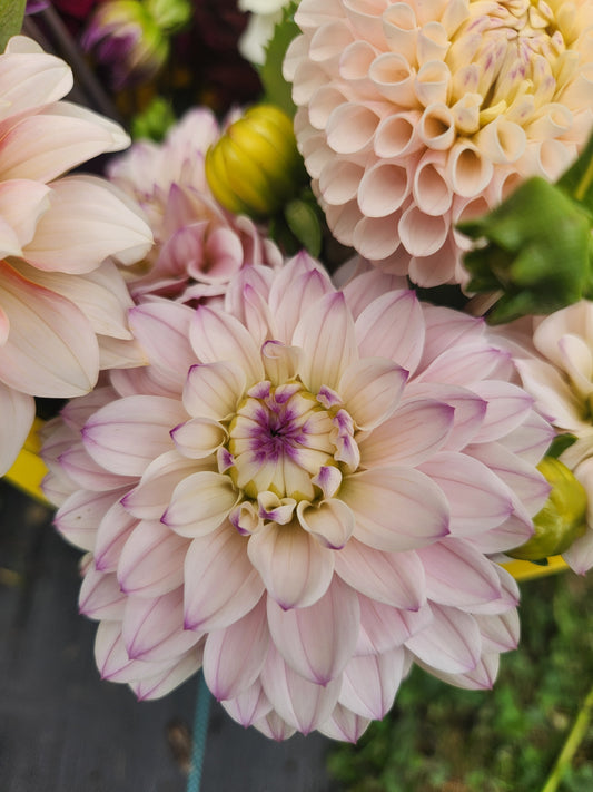 Last Dance Dahlia Tuber