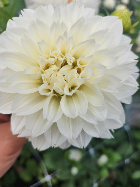 Marshmallow Dahlia Tuber