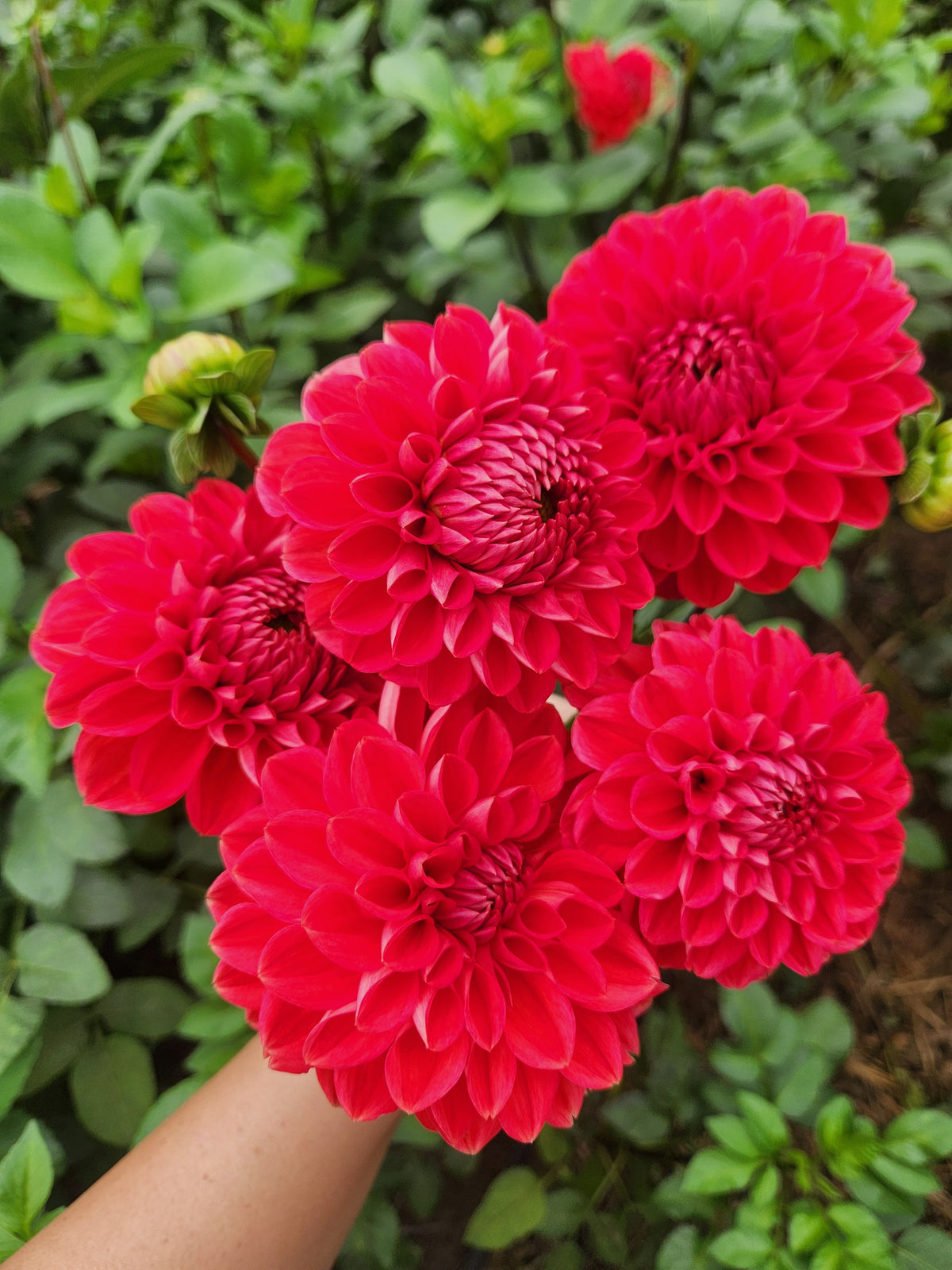 Robinhood Dahlia Tuber