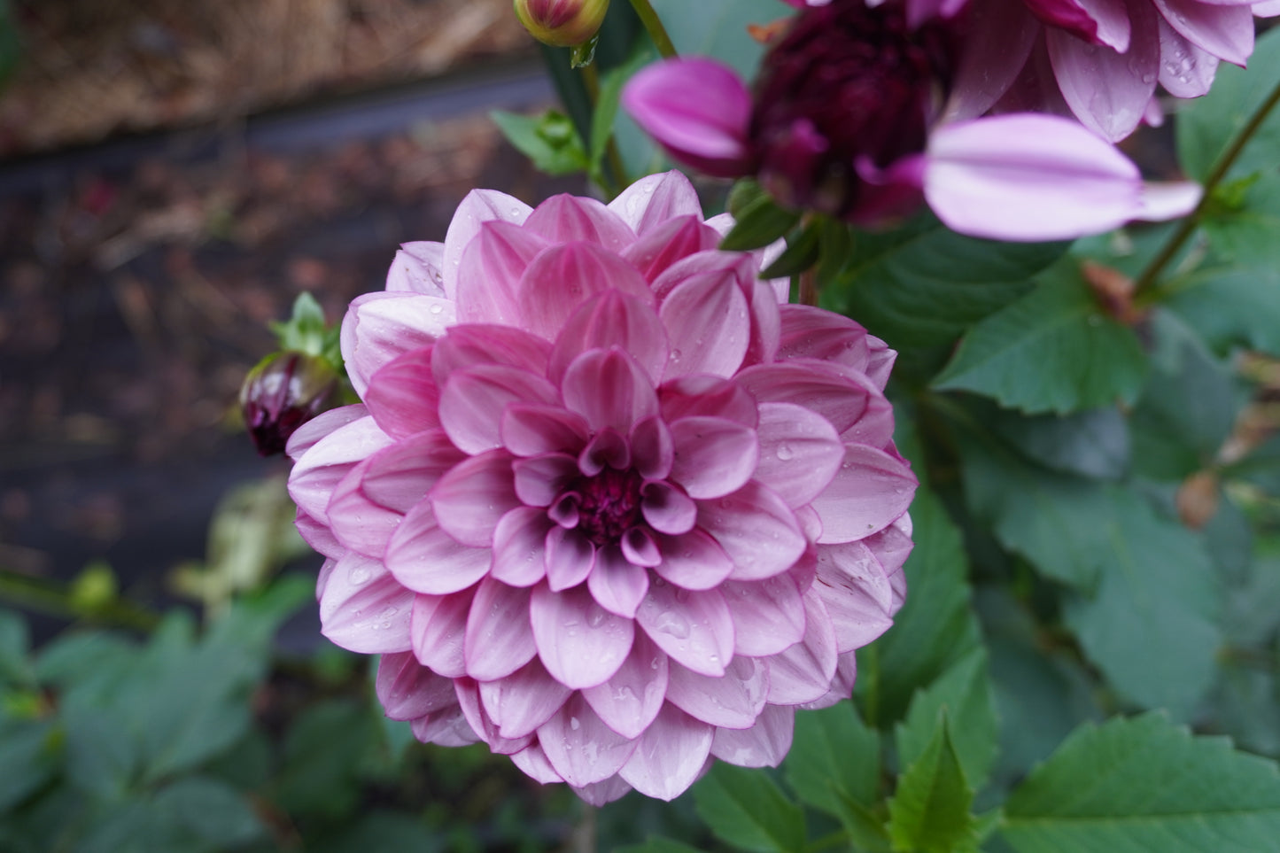 Creme De Cassis Dahlia Tuber