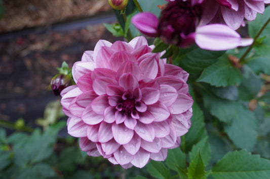 Creme De Cassis Dahlia Tuber