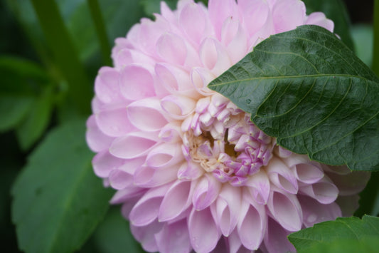 Last Dance Dahlia Tuber